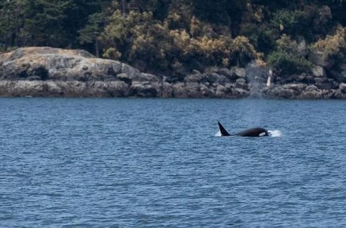 Balinalar yeməklərini insanlarla bölüşürlər