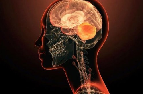 Yeni araşdırma: Beyin də yağ yandırır 