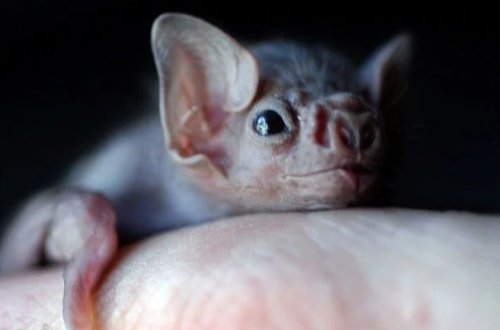 Yarasa dişləyən adam öldü