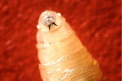 Ət yeyən qurdlarla mübarizə: Təbiətə milyardlarla milçək buraxılacaq 