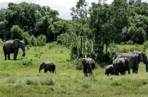 Safaridə filin hücumu nəticəsində iki qadın turist həlak olub