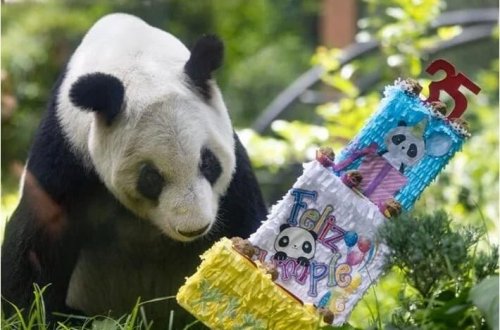 Nəhəng panda Xin Xin 35 yaşını qeyd edir