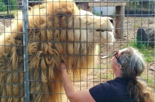 Aslan qadının qolunu qəfəsdən tutdu