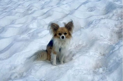 Buzlaq yarığına düşən adam iti tərəfindən xilas edilib