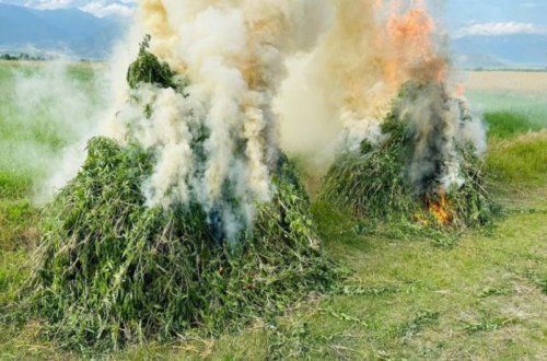 Zəngilanda 1 tona yaxın yabanı çətənə bitkisi məhv edilib