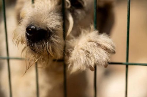 Ailəsi tərəfindən baxımsız qalan uşaq hürərək danışmağa başlayıb