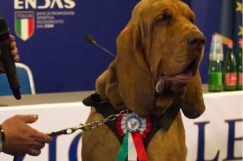 Axtarış itinə sui-qəsd kimi hücum: Mismarlı kolbasa ilə öldürüldü 