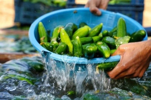 Minlərlə kilo xiyar piştaxtalardan yığışdırıldı