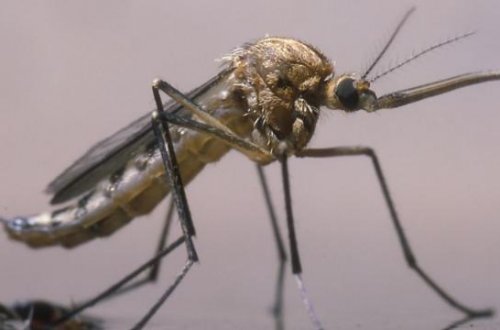 ABŞ milyonlarla milçək yetişdirəcək və onları təyyarələrdən atacaq