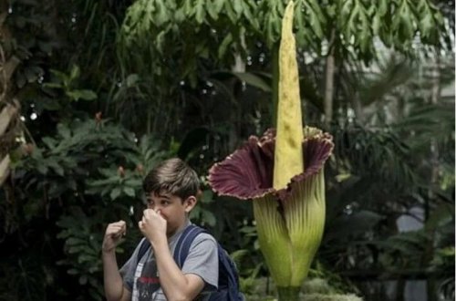Meyit çiçəyi diqqəti cəlb edir: Onun adı pis qoxusundan gəlir