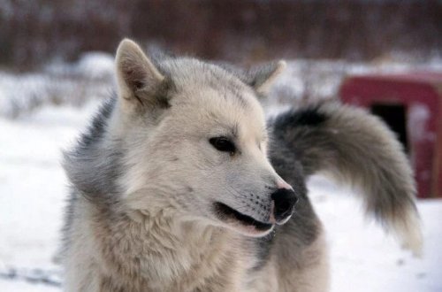 Ən qədim əhliləşdirilmiş it cinsi kəşf edildi: 9500 il