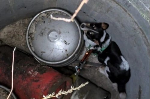 Dərinliyi 4 metr olan quyuda qalan it 11 gündən sonra xilas edilib