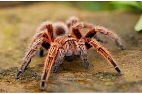 Peçenye qutusunda 1500 tarantula tapılıb