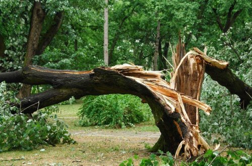 Oğuzda meşəlik ərazidə üzərinə ağac düşən 34 yaşlı şəxs ölüb