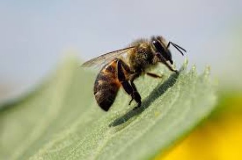 Arı zəhərində qan damarları üçün təhlükəli xüsusiyyət aşkarlandı