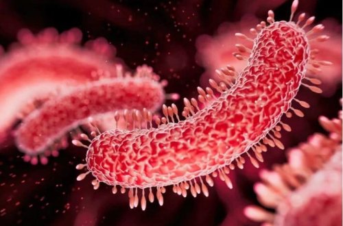 Ət yeyən bakteriyalar geri qayıdır: Açıq yaralardan bədənə daxil olur