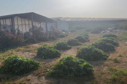 Polis Maştağada xüsusi əməliyyat keçirib , pomidor istixanasında 881 kiloqram narkotik vasitə aşkarlanıb