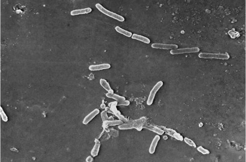 Superböcəklər 2050-ci ilə qədər milyonlarla insanı öldürə bilər