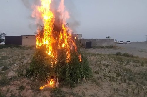 Şəmkirdə 15 tondan artıq çətənə bitkisi məhv edilib