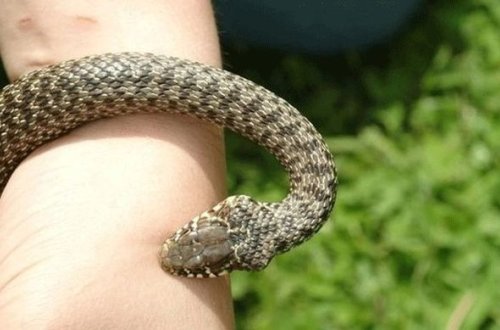 Ağsu sakinini ilan sancıb