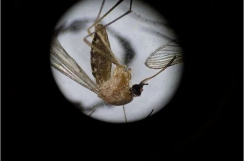 Qərbi Nil Virusunun sürətli artımı: İtaliyada narahatçılıq