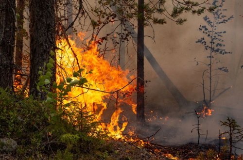 Nazirlik meşə yanğınları ilə bağlı əhaliyə müraciət edib