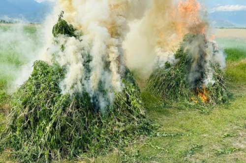 Ötən gün 9 tondan çox çətənə kolu məhv edilib