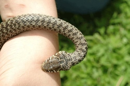 Mərkəzi Nəbatat Bağında 7 yaşlı uşağı ilan sancdı - Vəziyyəti ağırdır