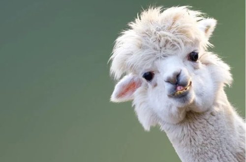 Şizofreniya ilə mübarizədə ümid verə biləcək heyvan müəyyən edilib