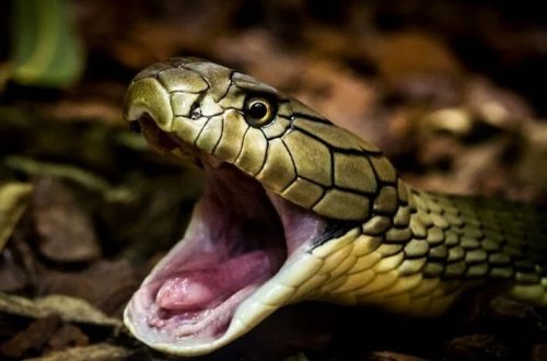 İki yaşlı uşaq kobranı dişləyərək öldürüb