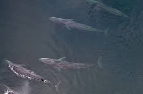 Kamçatkadan Yaponiyaya: Dağıdıcı sunami dalğaları balinaları sahilə atdı