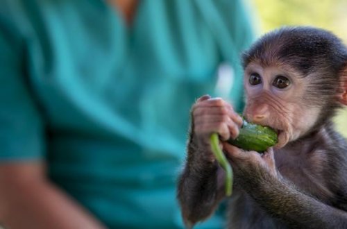 Alman zooparkı babunları öldürərək ətyeyənlərə yedizdirib