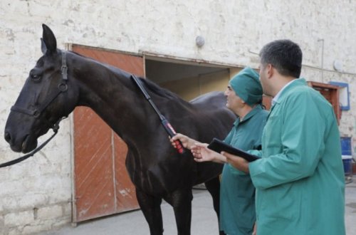 At, arı və donuzların xüsusi təhlükəli xəstəlikləri üzrə klinik müşahidələr aparılacaq