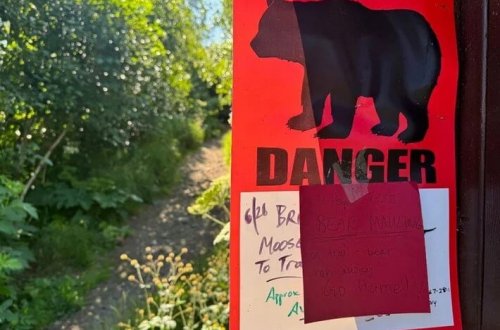 73 yaşlı qadın ayı hücumuna məruz qalıb