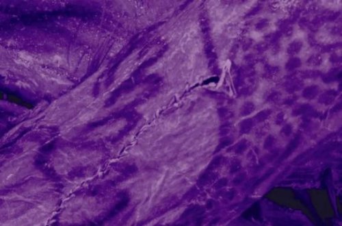 2500 illik mumiya üzərində tatuajlar aşkar edilib