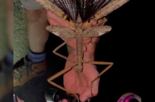 Avstraliyada 44 qram ağırlığında yeni çəyirtkə növü aşkar edilib