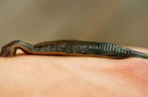 Kürdəmirdə zəli ovlayan şəxslərə HÖKM OXUNUB