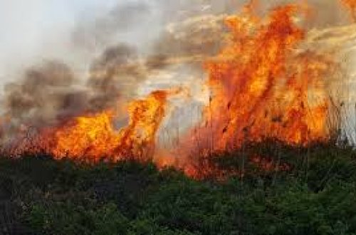 Göygöldə əkin sahəsini yandıran şəxs məsuliyyətə cəlb olunub