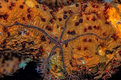 Dərin dənizdə gizli super magistral aşkarlanıb