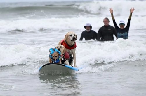 İtlər dalğalara meydan oxudu və minlərlə insan onlara tamaşa etdi