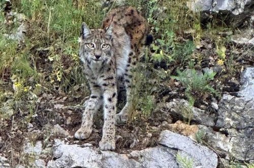 Zooparkdan əhaliyə çağırış: Ev heyvanlarınızı bizim yırtıcılarımızı bəsləmək üçün bağışlayın