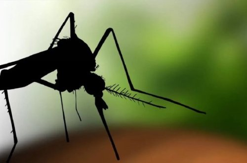 Çində çikungunya virusuna yoluxanların sayı 7 mini keçdi