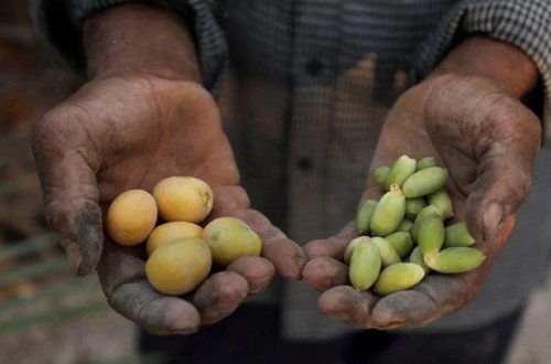 İraqın cənubundakı su böhranı səbəbindən fermerlər səhrada xurma yetişdirirlər