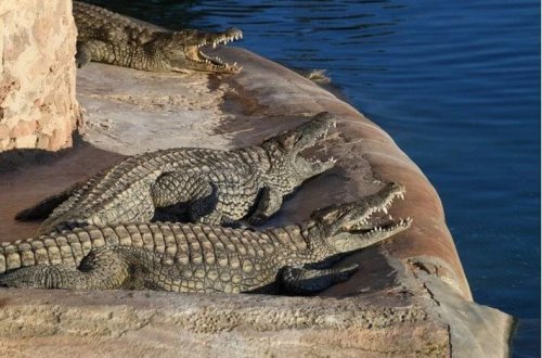 İordan çayının qərb sahilində timsah qalmaqalı