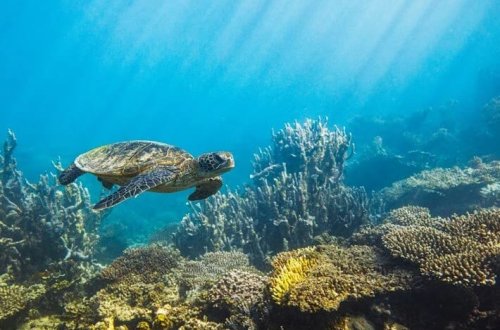 Kosmosdan görünən yeganə canlı yox olmaq üzrədir
