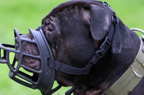 Yeddi yaşlı oğlan ev itinin hücumuna məruz qalıb