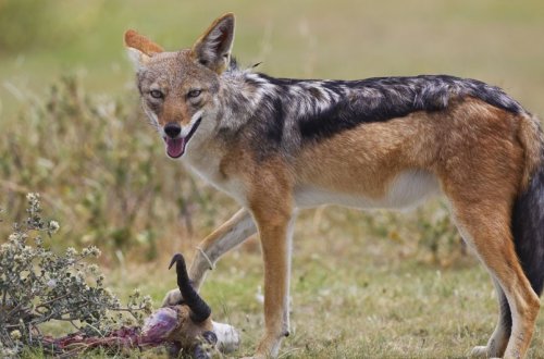 Cəlilabadda çaqqal kənd sakinlərinə hücum edib, xəsarət alanlar var