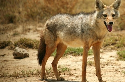 Xaçmazda çaqqallar kənd sakinlərinə hücum edib, yaralananlar var