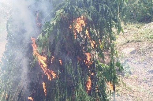 Daşkəsəndə 600 kq-dan artıq çətənə bitkisi məhv edilib