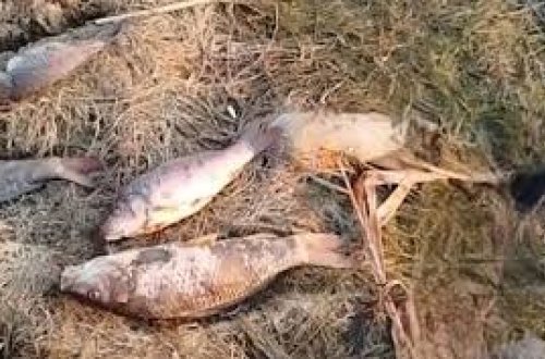 Mahmudçala Ovçuluq Təsərrüfatında balıqların kütləvi tələfatı qeydə alınıb